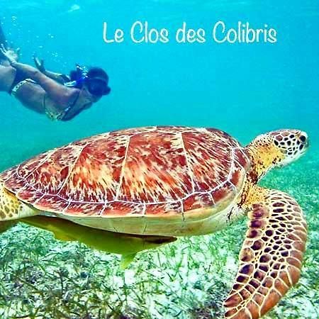 LODGE COLIBRIS vue panoramique mer et montagne pelée , 500 m plage dans un parc , Calme assuré Idéal pour découvrir le nord Caraïbes Le Carbet Extérieur photo