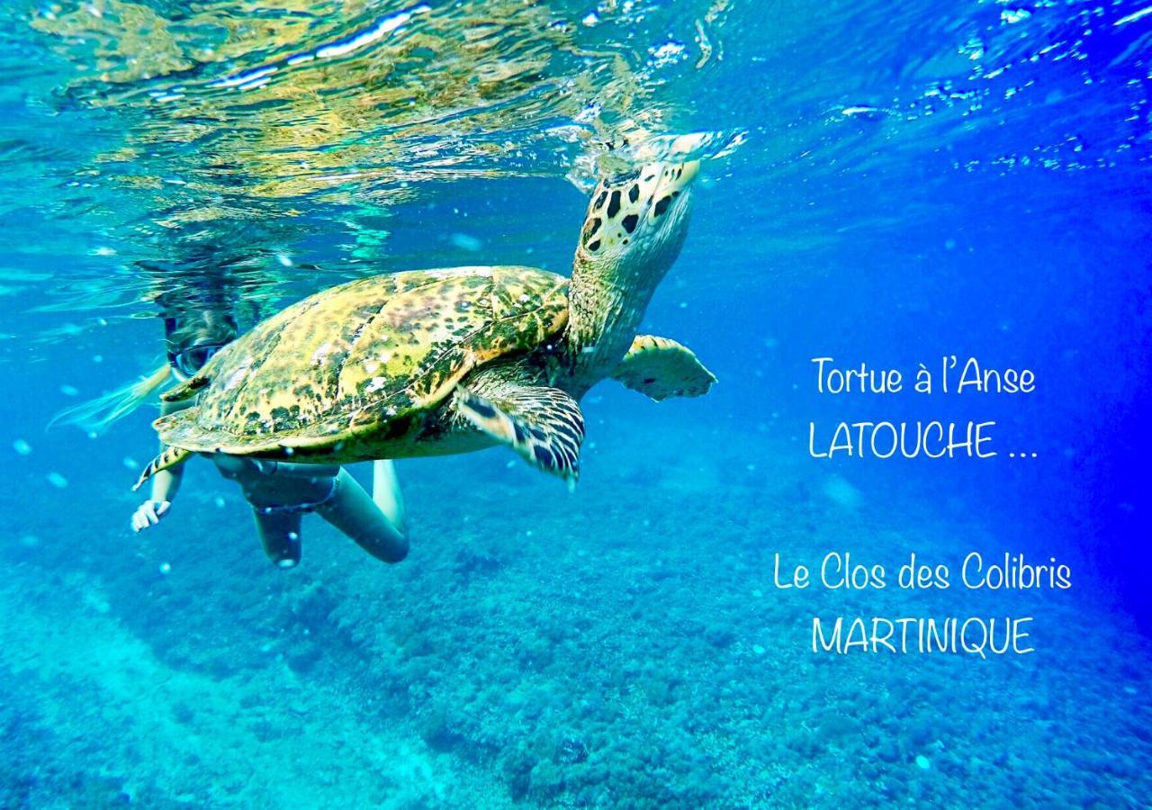 LODGE COLIBRIS vue panoramique mer et montagne pelée , 500 m plage dans un parc , Calme assuré Idéal pour découvrir le nord Caraïbes Le Carbet Extérieur photo
