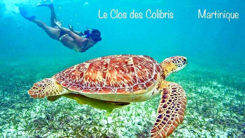 LODGE COLIBRIS vue panoramique mer et montagne pelée , 500 m plage dans un parc , Calme assuré Idéal pour découvrir le nord Caraïbes Le Carbet Extérieur photo